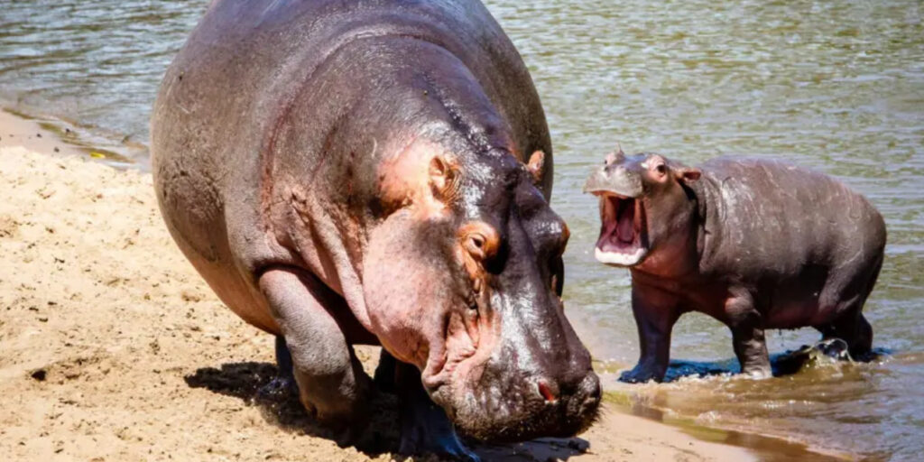 UK Expands Ivory Ban to Protect Hippos & Whales