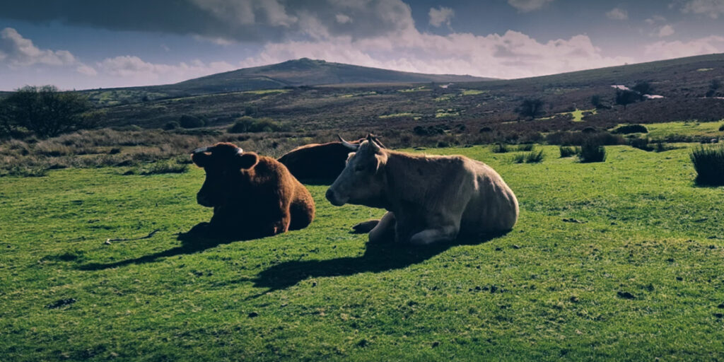 Devon County Council Faces Growing Rent Debt