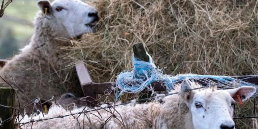 UK Reports First-Ever Case of Bird Flu in Sheep
