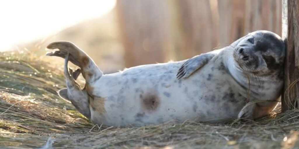 Bird Flu in Seals Raises UK Wildlife Fears