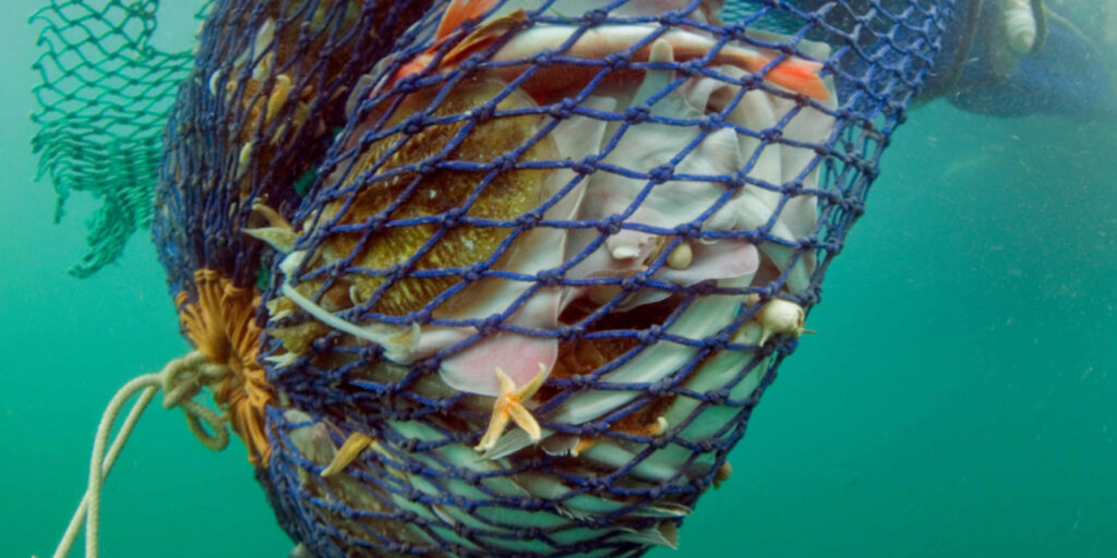 UK MPs Urge Ban on Bottom Trawling in Marine Protected Areas UK MPs Urge Ban on Bottom Trawling in Marine Protected Areas