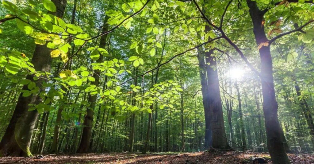 Woodland Expansion Fails to Save UK Wildlife