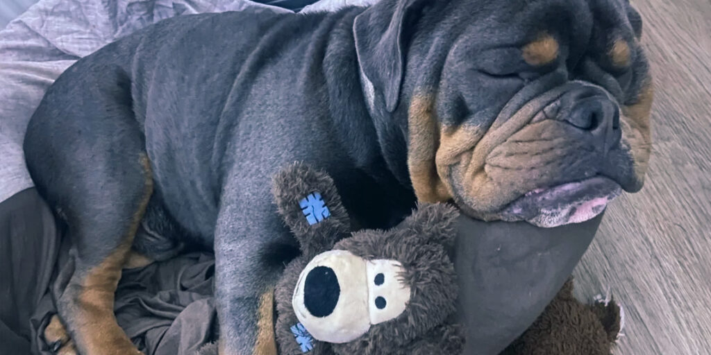 UK Sees Sharp Rise in Animal Cruelty Cases in 2024 UK Sees Sharp Rise in Animal Cruelty Cases in 2024