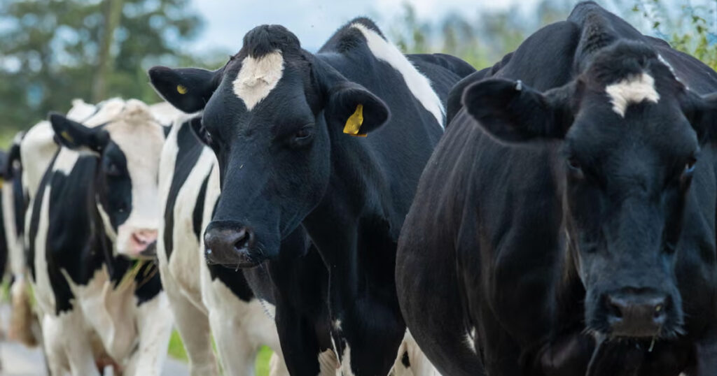 UK Dairy Farms Face Labour Crisis