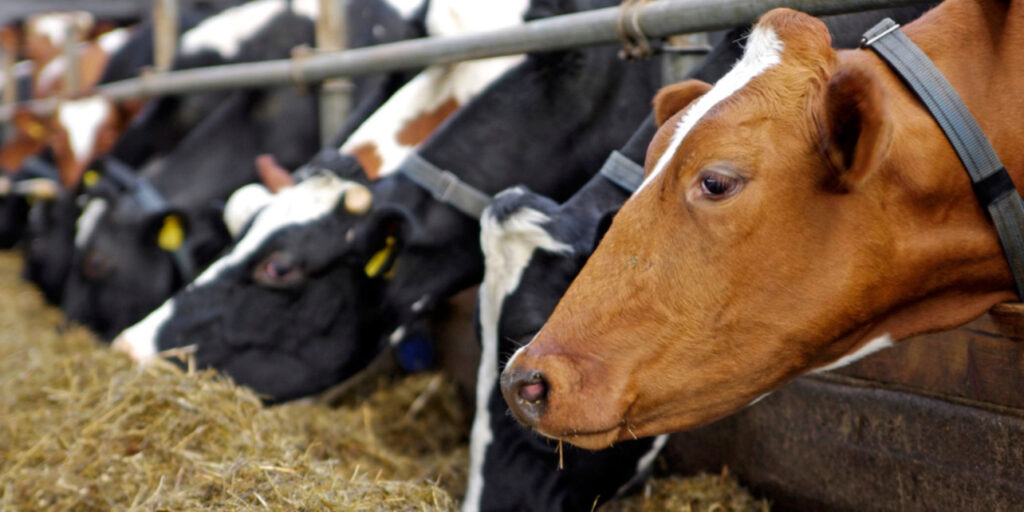 UK Struggles to Eliminate Bovine TB
