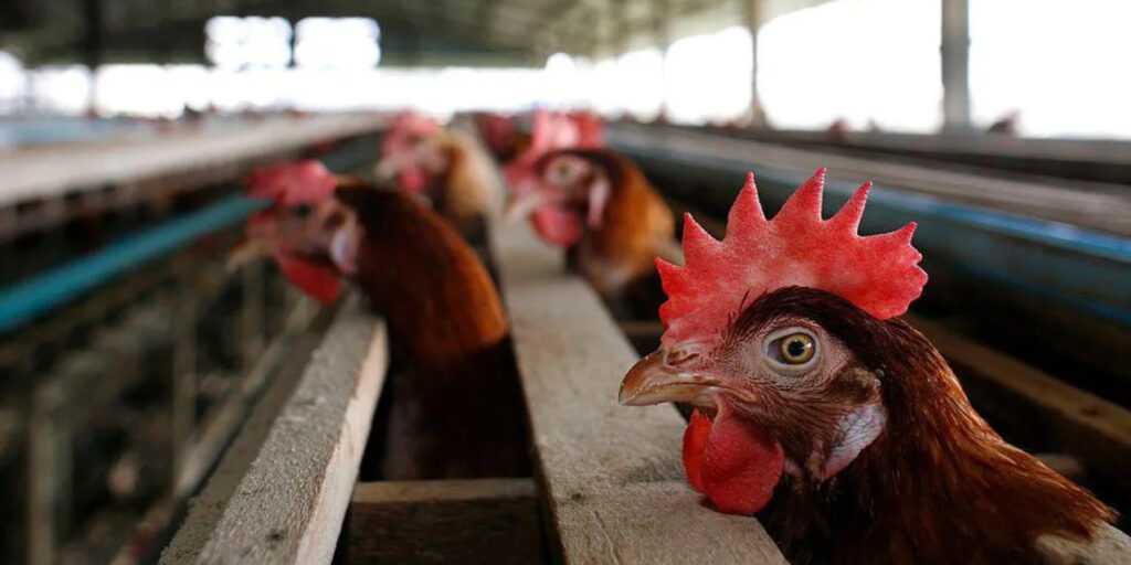 Bird Flu Outbreak Forces Mass Bird Culling in Cumbria