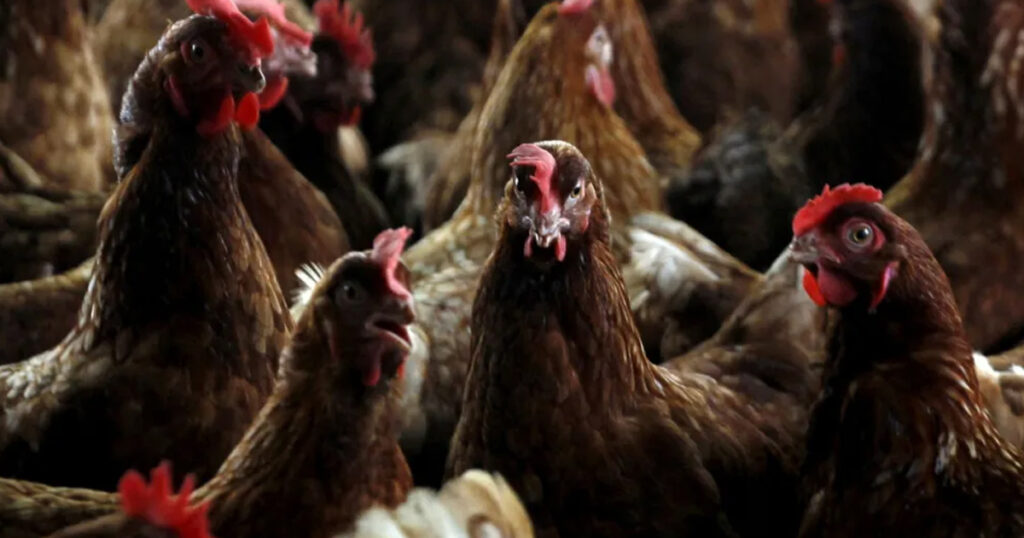 Suffolk Poultry Farm Hit by Bird Flu Suffolk Poultry Farm Hit by Bird Flu