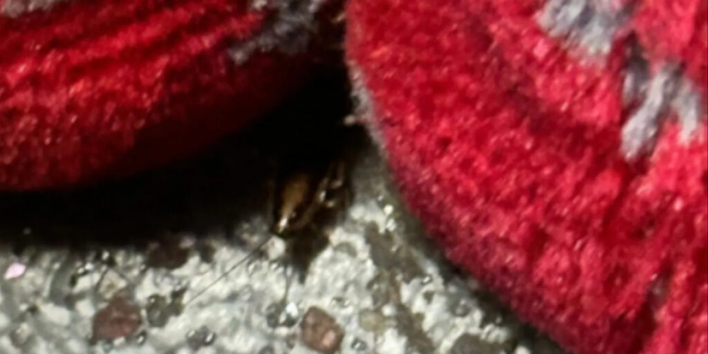 Bus Drivers Demand Action Over Cockroach Infestations